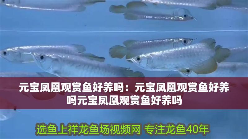 元寶鳳凰觀賞魚好養(yǎng)嗎：元寶鳳凰觀賞魚好養(yǎng)嗎元寶鳳凰觀賞魚好養(yǎng)嗎