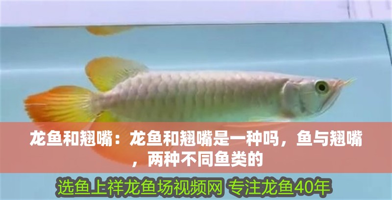 龍魚和翹嘴：龍魚和翹嘴是一種嗎，魚與翹嘴，兩種不同魚類的