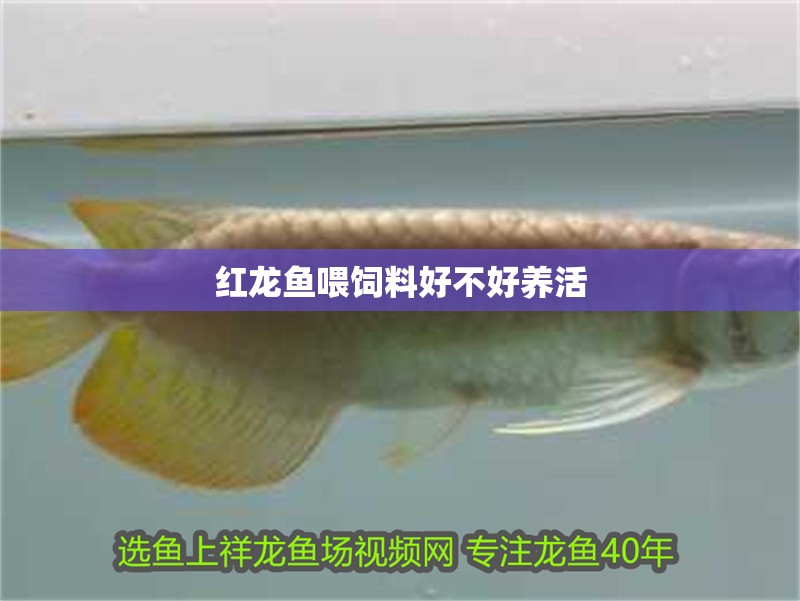 紅龍魚喂飼料好不好養活