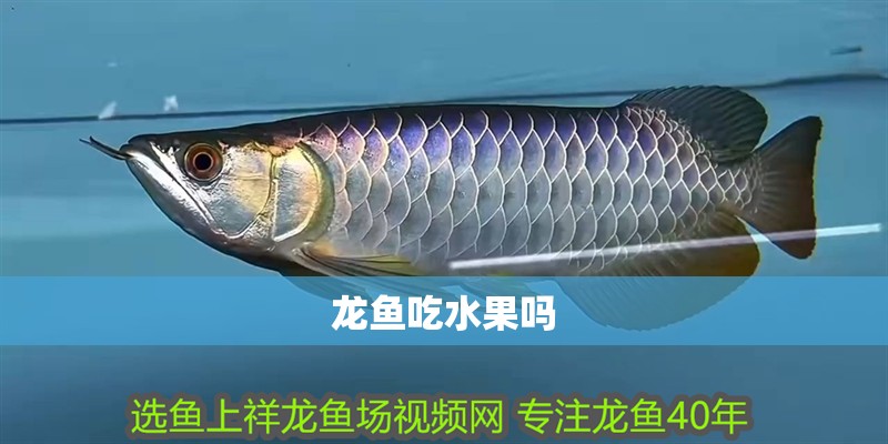龍魚吃水果嗎