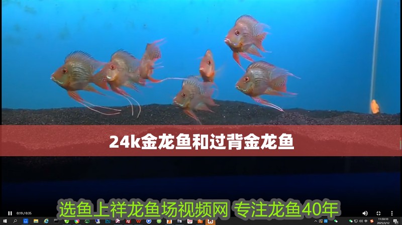 24k金龍魚和過背金龍魚