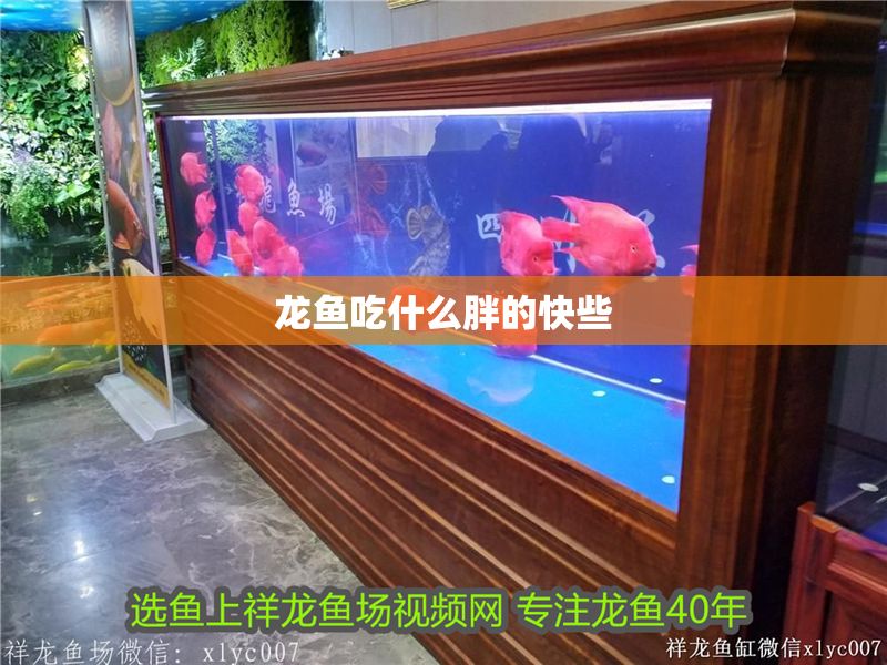 龍魚吃什么胖的快些