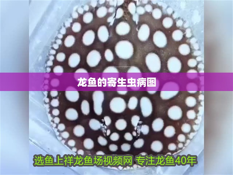 龍魚的寄生蟲病圖