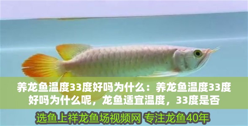養(yǎng)龍魚(yú)溫度33度好嗎為什么：養(yǎng)龍魚(yú)溫度33度好嗎為什么呢，龍魚(yú)適宜溫度，33度是否