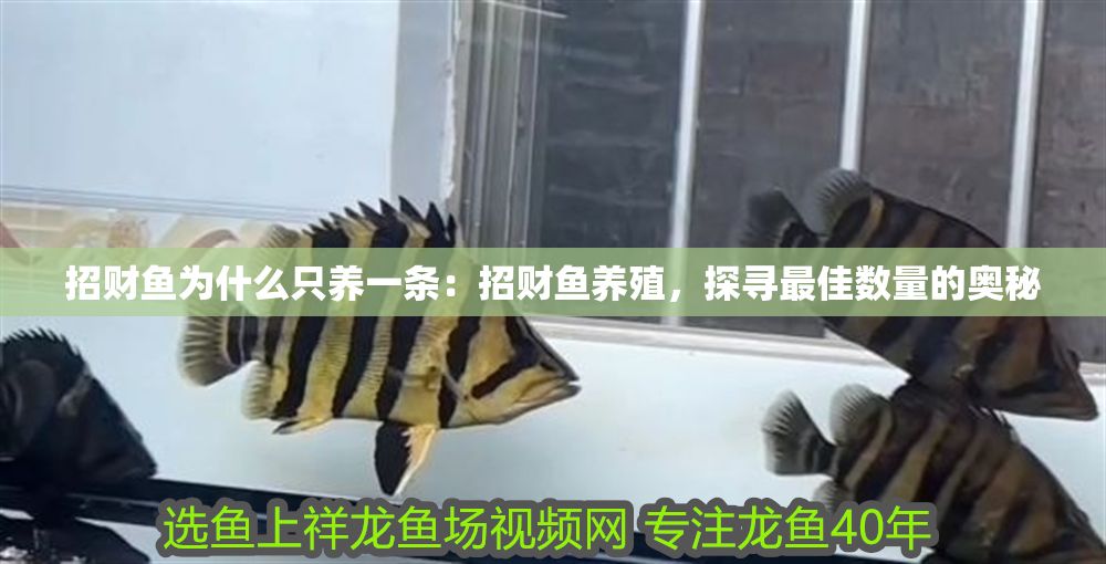 詳細閱讀:招財魚為什么只養一條:招財魚養殖,探尋最佳數量的奧秘 招財魚為什么只養一條:招財魚養殖,探尋最佳數量的奧秘