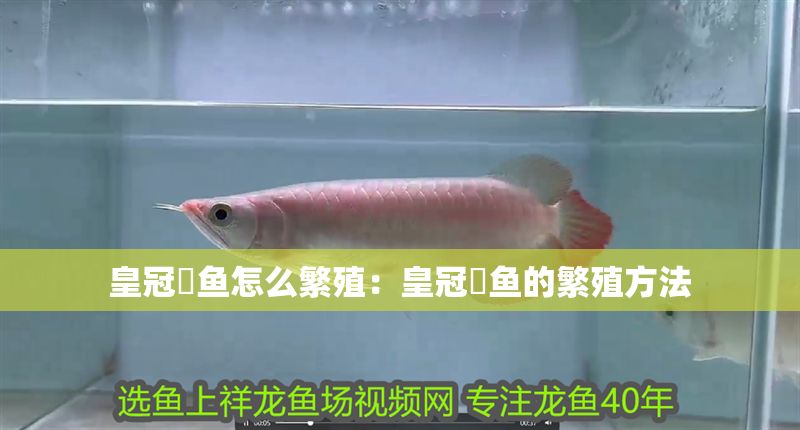 皇冠魟魚怎么繁殖:皇冠魟魚的繁殖方法