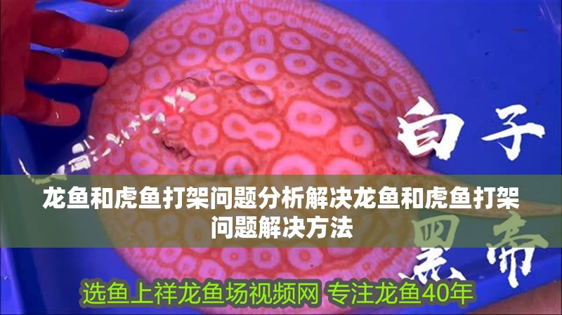 龍魚和虎魚打架問題分析解決龍魚和虎魚打架問題解決方法