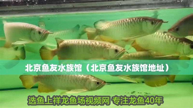 北京魚友水族館(北京魚友水族館地址) 全國水族館企業名錄 第2張 北京魚友水族館(北京魚友水族館地址) 北京魚友水族館(北京魚友水族館地址) 全國水族館企業名錄 第2張