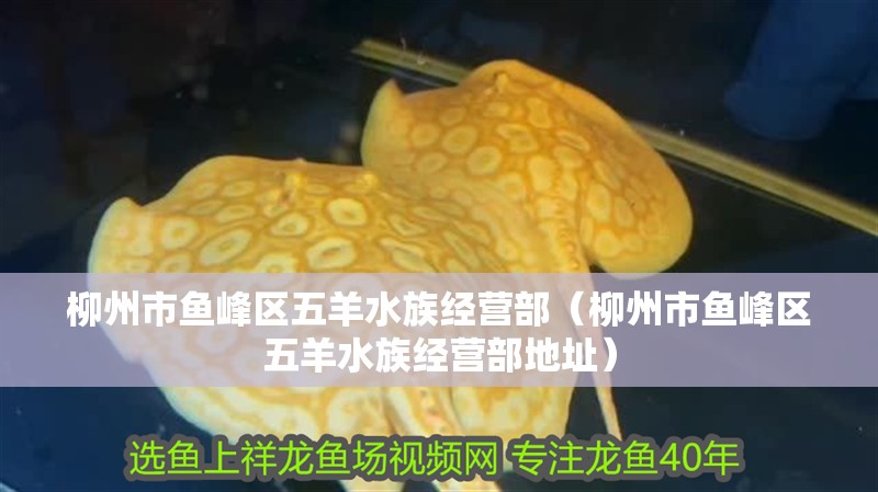 柳州市魚峰區五羊水族經營部（柳州市魚峰區五羊水族經營部地址）