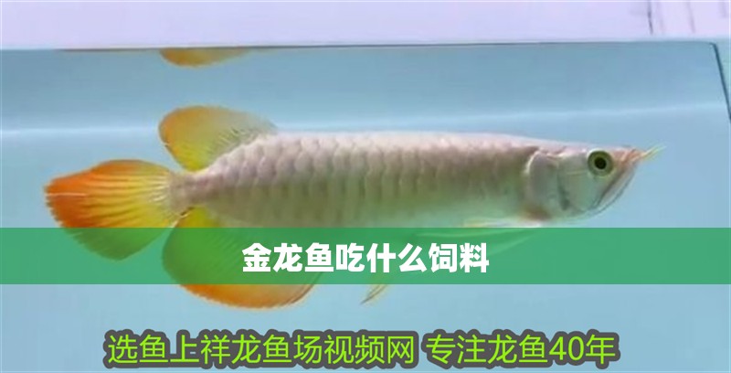 金龍魚吃什么飼料