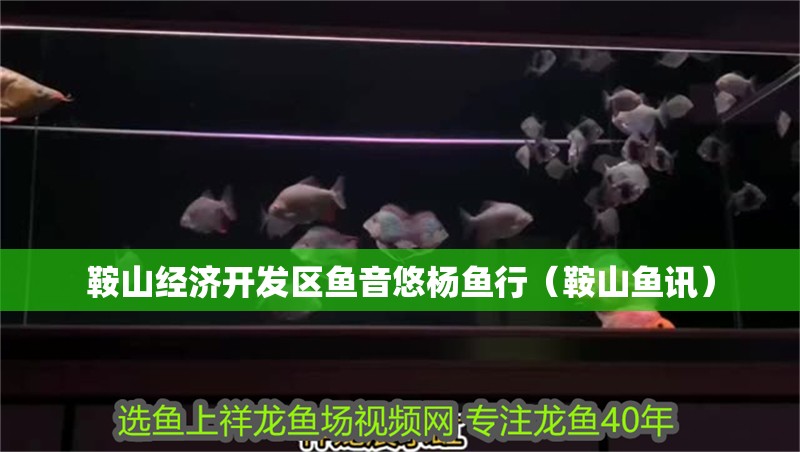 鞍山經(jīng)濟開發(fā)區(qū)魚音悠楊魚行（鞍山魚訊）