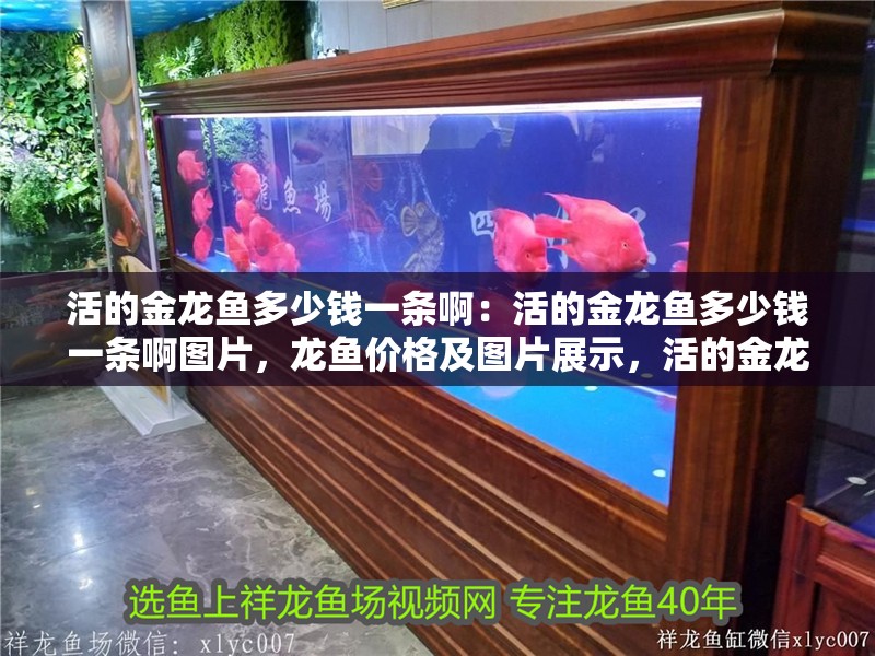 活的金龍魚多少錢一條啊：活的金龍魚多少錢一條啊圖片，龍魚價格及圖片展示，活的金龍魚多少錢一條