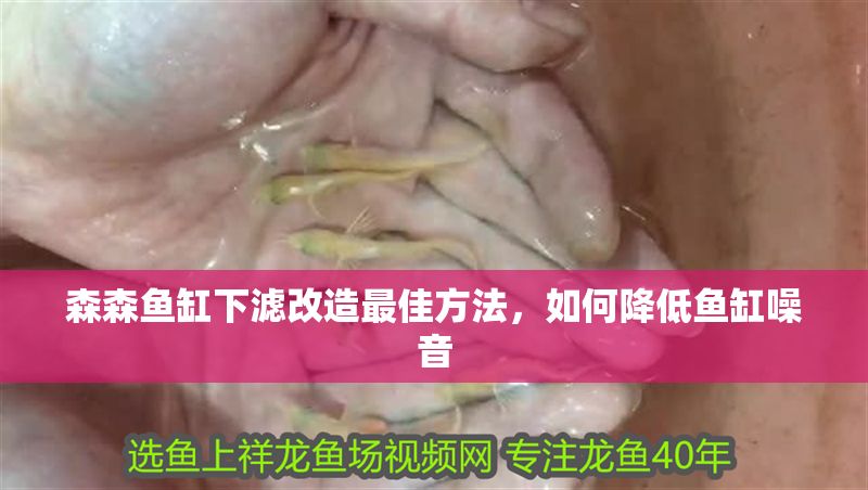 森森魚缸下濾改造最佳方法，如何降低魚缸噪音