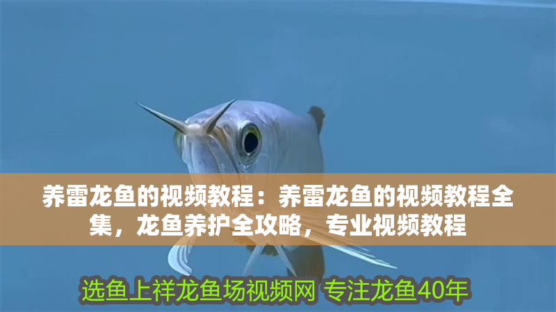 養雷龍魚的視頻教程：養雷龍魚的視頻教程全集，龍魚養護全攻略，專業視頻教程