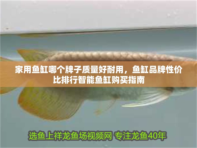 家用魚缸哪個牌子質(zhì)量好耐用，魚缸品牌性價比排行智能魚缸購買指南
