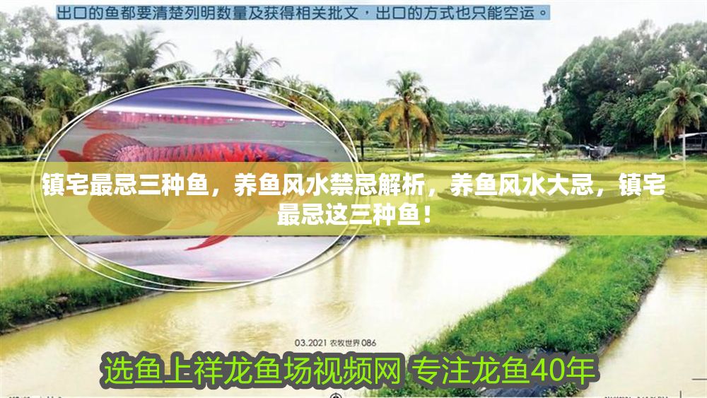 鎮宅最忌三種魚，養魚風水禁忌解析，養魚風水大忌，鎮宅最忌這三種魚！