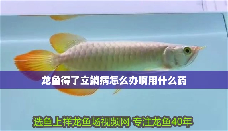 龍魚得了立鱗病怎么辦啊用什么藥