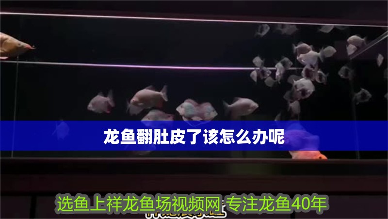 龍魚翻肚皮了該怎么辦呢