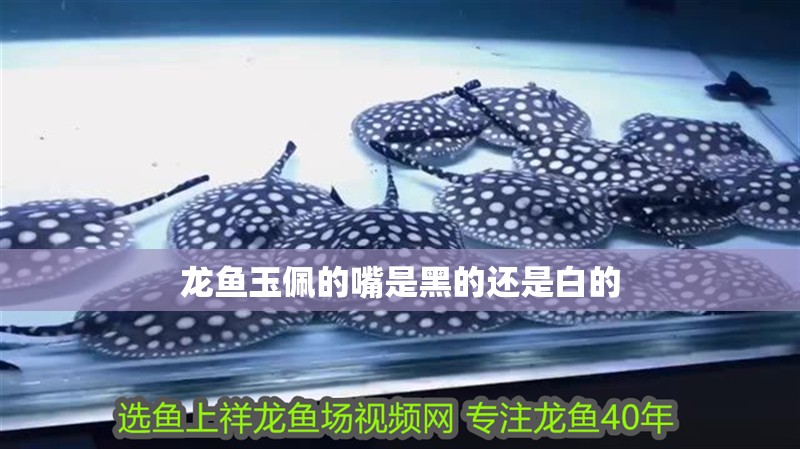 龍魚(yú)玉佩的嘴是黑的還是白的