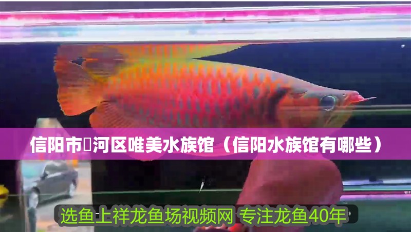 信陽市浉河區唯美水族館（信陽水族館有哪些）