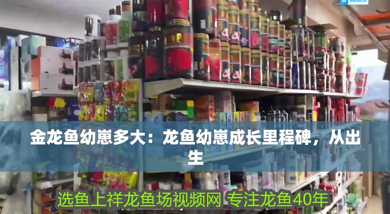 金龍魚幼崽多大：龍魚幼崽成長里程碑，從出生