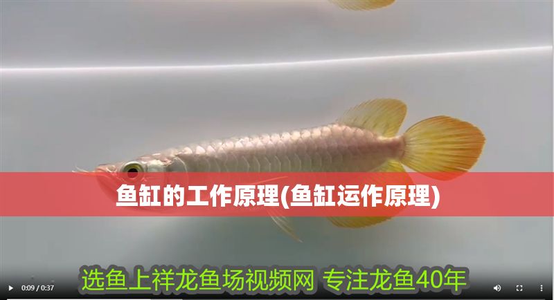 魚缸的工作原理(魚缸運作原理)