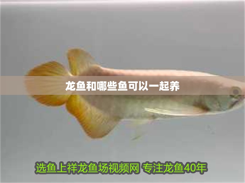 龍魚和哪些魚可以一起養