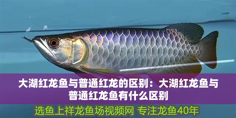 大湖紅龍魚與普通紅龍的區別：大湖紅龍魚與普通紅龍魚有什么區別 大湖紅龍魚與普通紅龍的區別：大湖紅龍魚與普通紅龍魚有什么區別 大湖紅龍魚百科 第1張