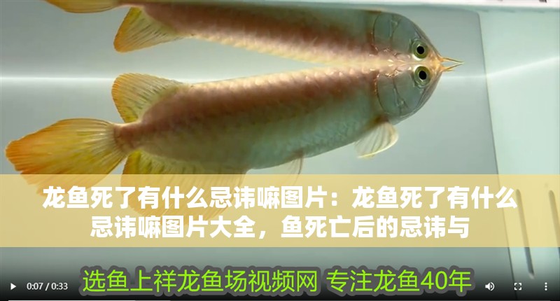 龍魚死了有什么忌諱嘛圖片：龍魚死了有什么忌諱嘛圖片大全，魚死亡后的忌諱與