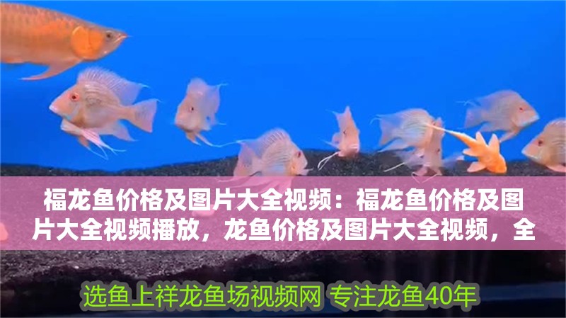 福龍魚價格及圖片大全視頻：福龍魚價格及圖片大全視頻播放，龍魚價格及圖片大全視頻，全面解析福龍魚市場