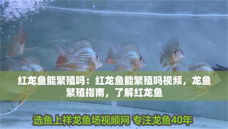 紅龍魚能繁殖嗎：紅龍魚能繁殖嗎視頻，龍魚繁殖指南，了解紅龍魚