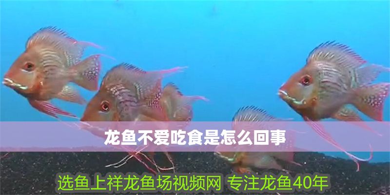 龍魚不愛吃食是怎么回事