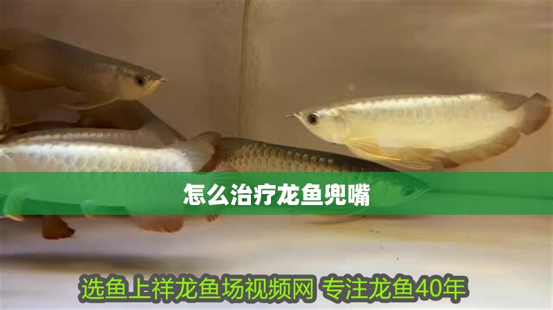 怎么治療龍魚兜嘴