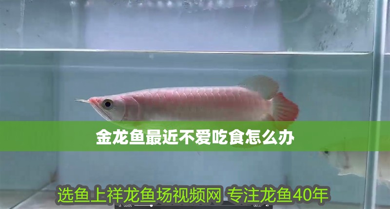 金龍魚最近不愛吃食怎么辦