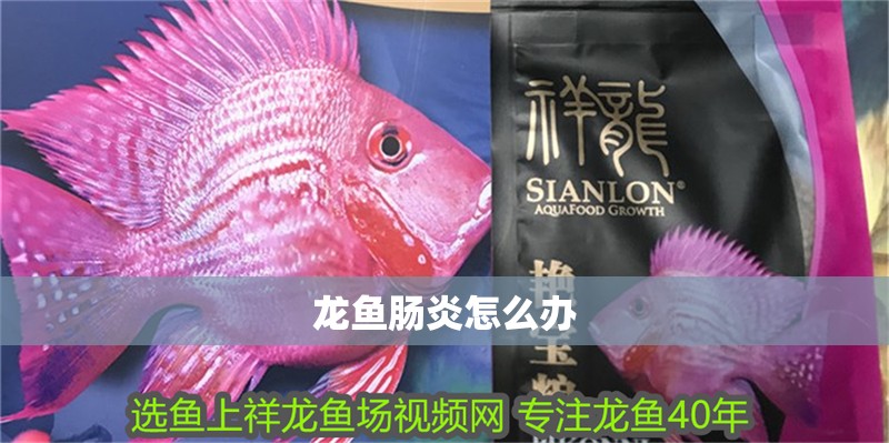 龍魚腸炎怎么辦