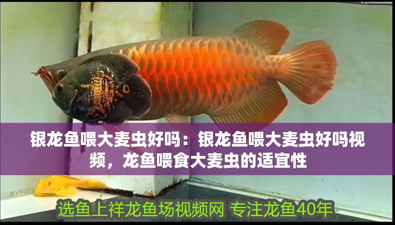 銀龍魚(yú)喂大麥蟲(chóng)好嗎：銀龍魚(yú)喂大麥蟲(chóng)好嗎視頻，龍魚(yú)喂食大麥蟲(chóng)的適宜性