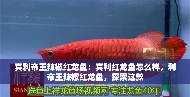 賓利帝王辣椒紅龍魚(yú)：賓利紅龍魚(yú)怎么樣，利帝王辣椒紅龍魚(yú)，探索這款
