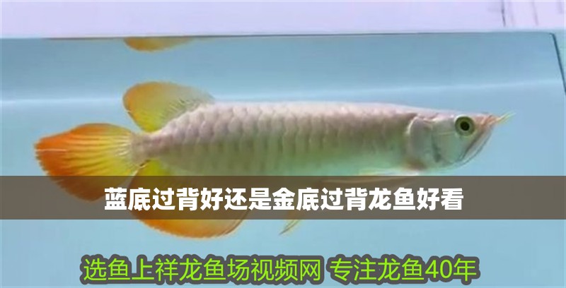 藍(lán)底過背好還是金底過背龍魚好看