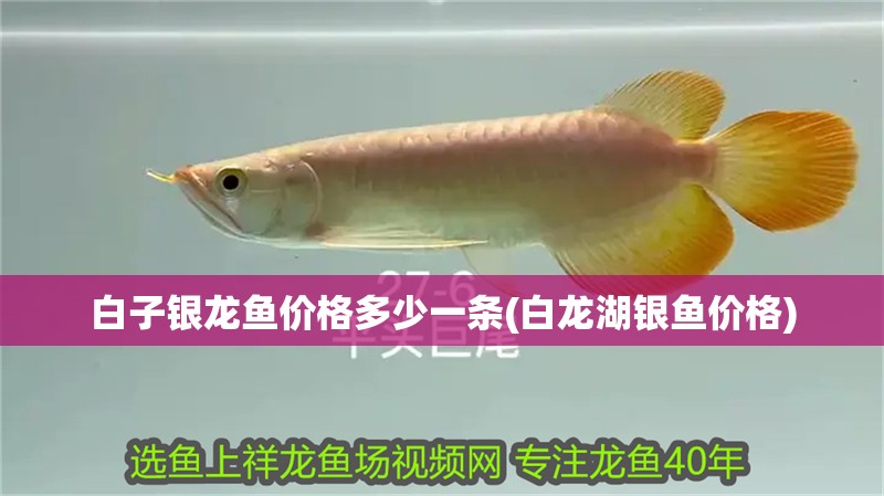 白子銀龍魚價格多少一條(白龍湖銀魚價格)