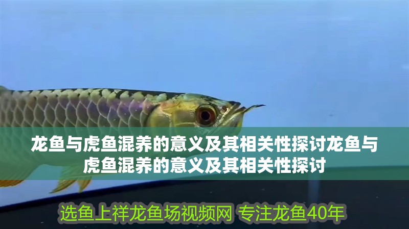 龍魚與虎魚混養的意義及其相關性探討龍魚與虎魚混養的意義及其相關性探討