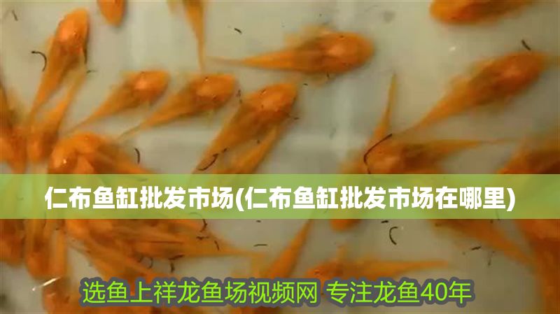 仁布魚缸批發市場(仁布魚缸批發市場在哪里) 仁布魚缸批發市場(仁布魚缸批發市場在哪里) 錦鯉魚百科 第1張