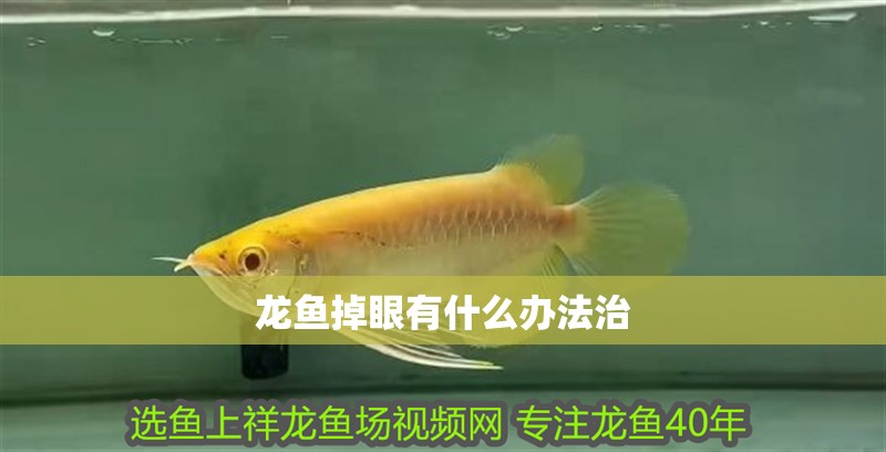 龍魚掉眼有什么辦法治