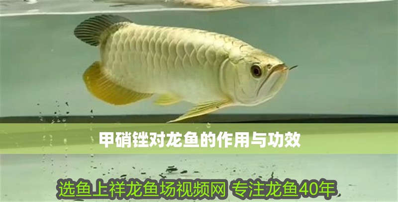 甲硝銼對龍魚的作用與功效