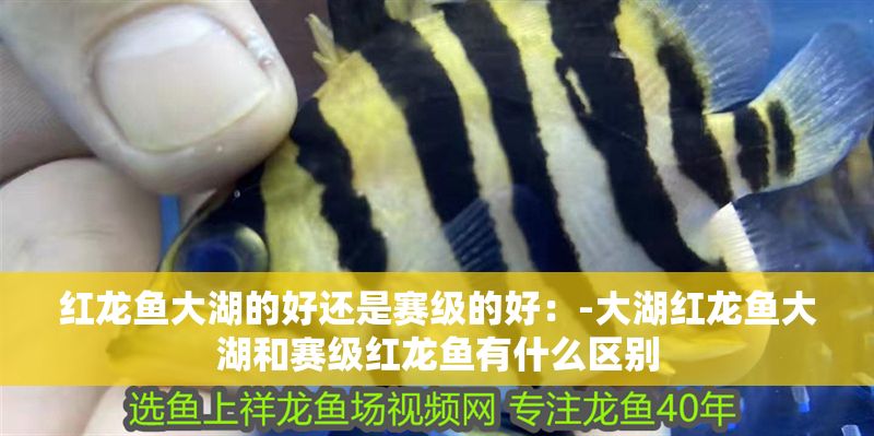 紅龍魚大湖的好還是賽級的好：-大湖紅龍魚大湖和賽級紅龍魚有什么區別