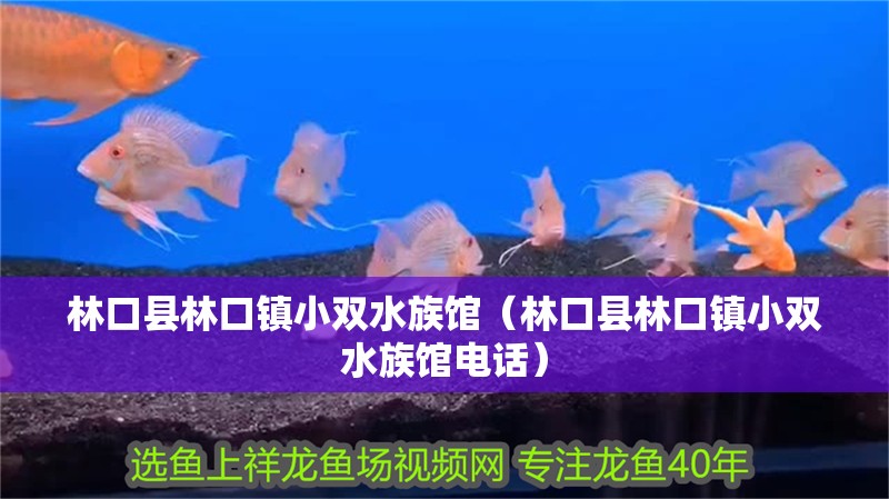 林口縣林口鎮(zhèn)小雙水族館（林口縣林口鎮(zhèn)小雙水族館電話）
