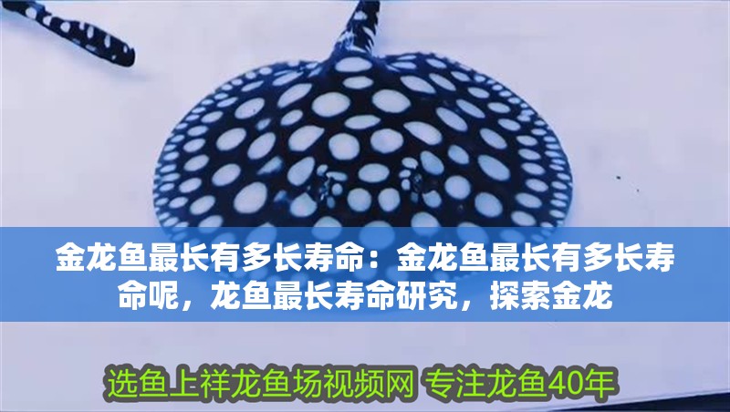 金龍魚(yú)最長(zhǎng)有多長(zhǎng)壽命：金龍魚(yú)最長(zhǎng)有多長(zhǎng)壽命呢，龍魚(yú)最長(zhǎng)壽命研究，探索金龍