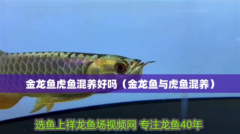 金龍魚虎魚混養好嗎（金龍魚與虎魚混養）