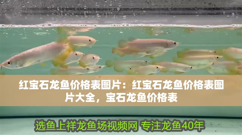 紅寶石龍魚價格表圖片：紅寶石龍魚價格表圖片大全，寶石龍魚價格表