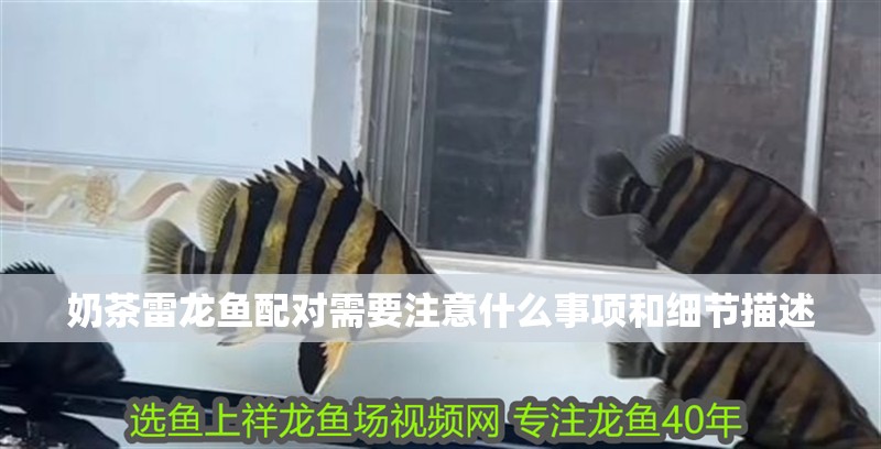 奶茶雷龍魚配對需要注意什么事項和細節描述