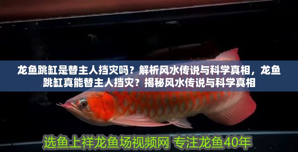 詳細閱讀:龍魚跳缸是替主人擋災嗎?解析風水傳說與科學真相,龍魚跳缸真能替主人擋災?揭秘風水傳說與科學真相 龍魚跳缸是替主人擋災嗎?解析風水傳說與科學真相,龍魚跳缸真能替主人擋災?揭秘風水傳說與科學真相